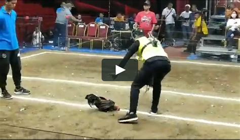 pitmaster cockfighting|Dragon Warrior Win at World Pitmaster Cup Cock Derby at .